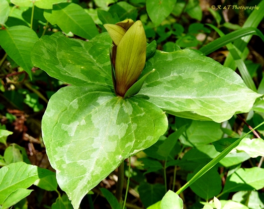 {Trillium cuneatum}